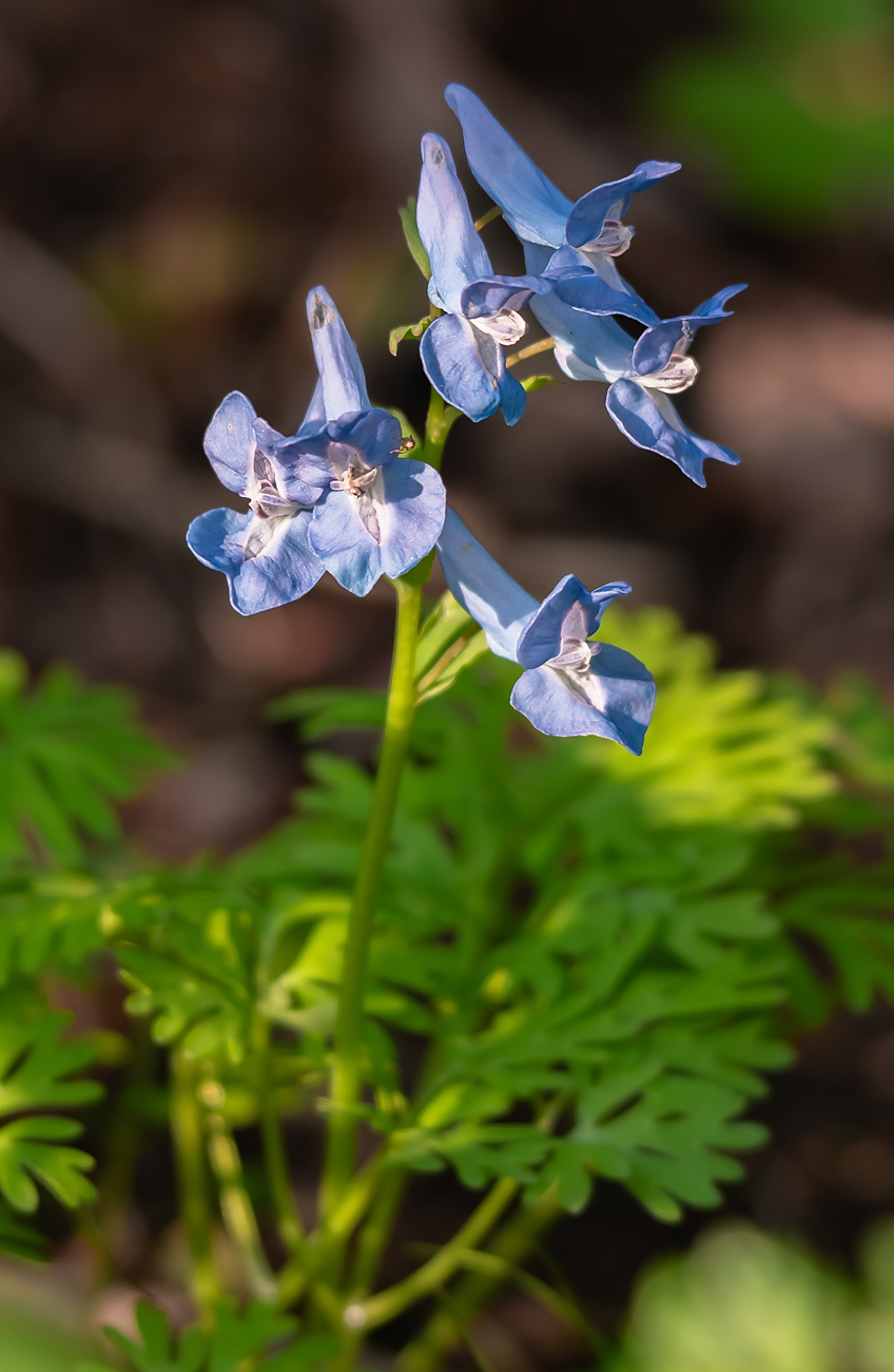 Image of Corydalis ambigua specimen.
