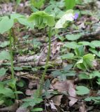 Helleborus caucasicus