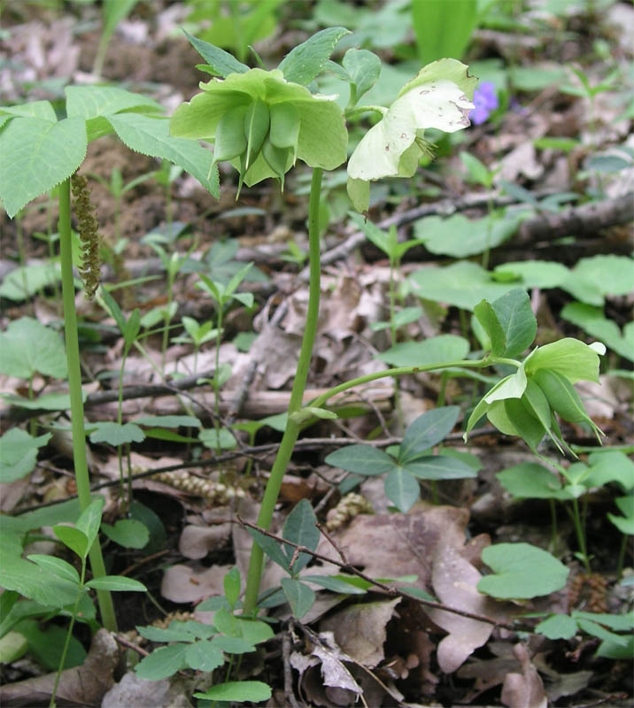 Изображение особи Helleborus caucasicus.