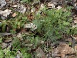 Corydalis ambigua