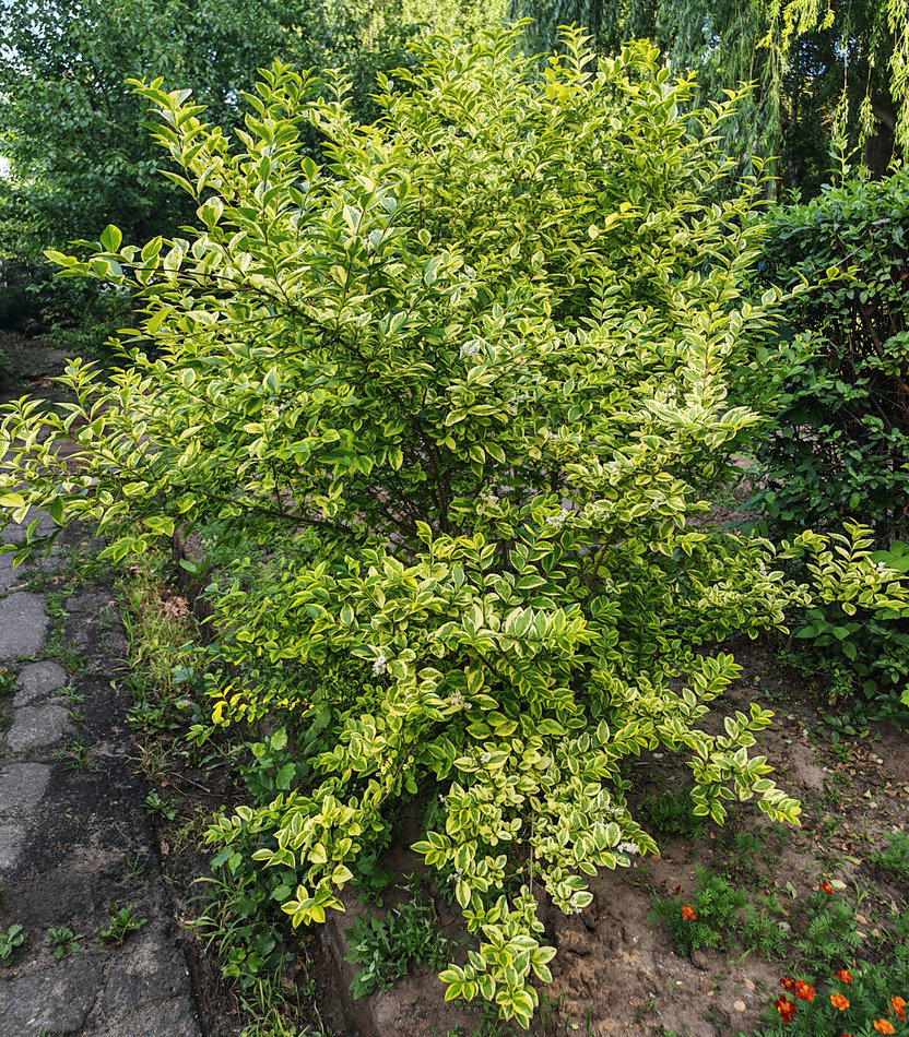 Изображение особи Ligustrum ovalifolium.