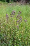 Origanum vulgare