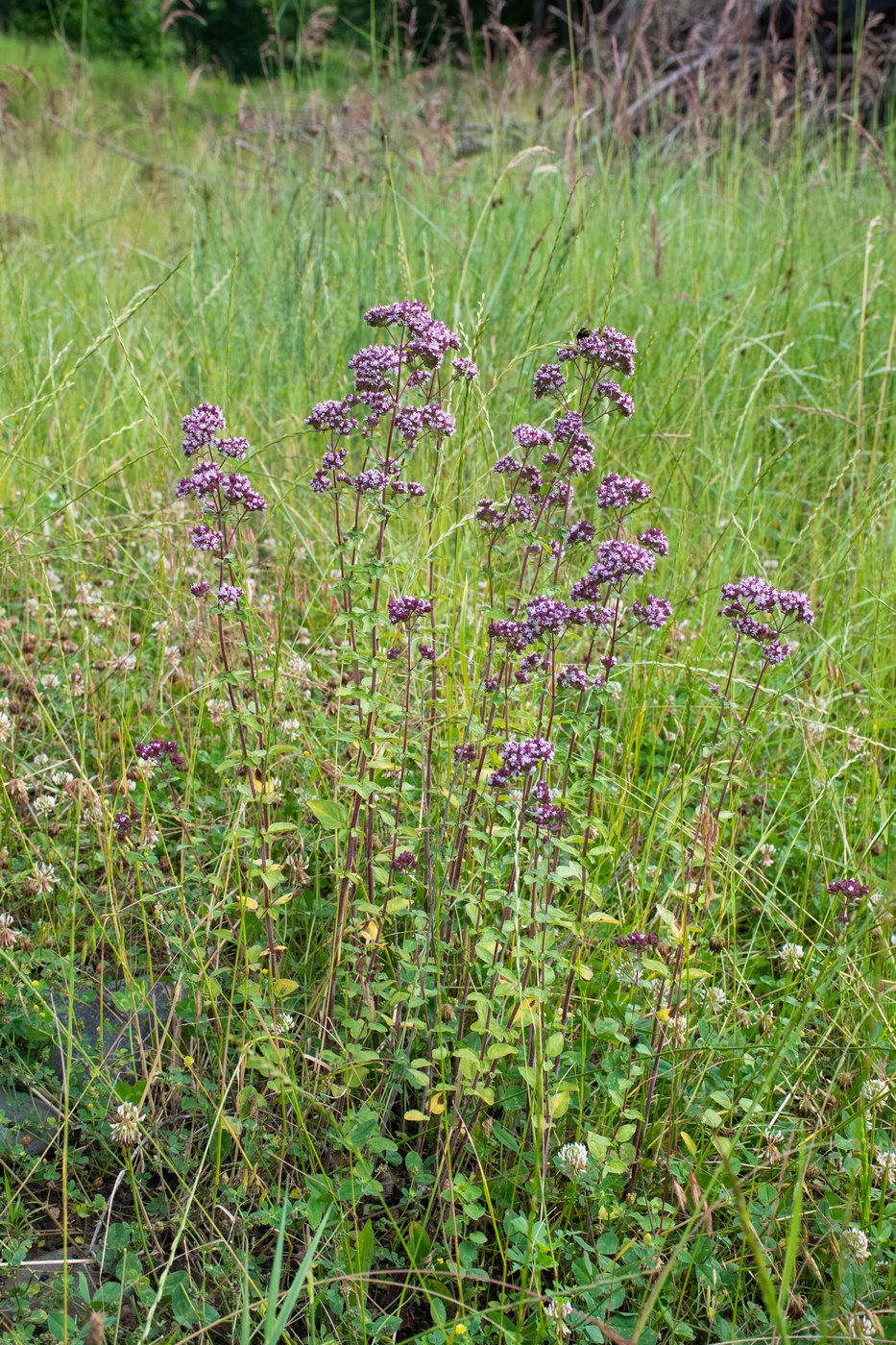 Image of Origanum vulgare specimen.