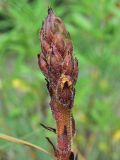 genus Orobanche. Развивающееся соцветие. Грузия, край Самцхе-Джавахети, Ахалцихский муниципалитет, левый борт р. Цинубанисцкали, 1,8 км выше по течению от горячего источника Цинубани, гребень небольшого отрога, выс. 1150 м н.у.м., опушка перед дубовой рощей. 9 июня 2026 г.