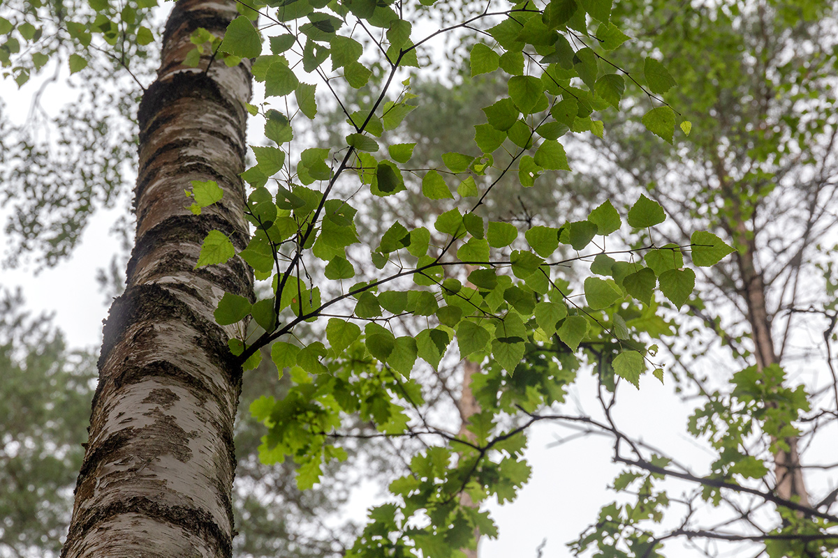 Image of Betula pendula specimen.