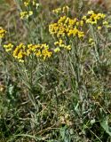 Смотреть изображение Helichrysum arenarium