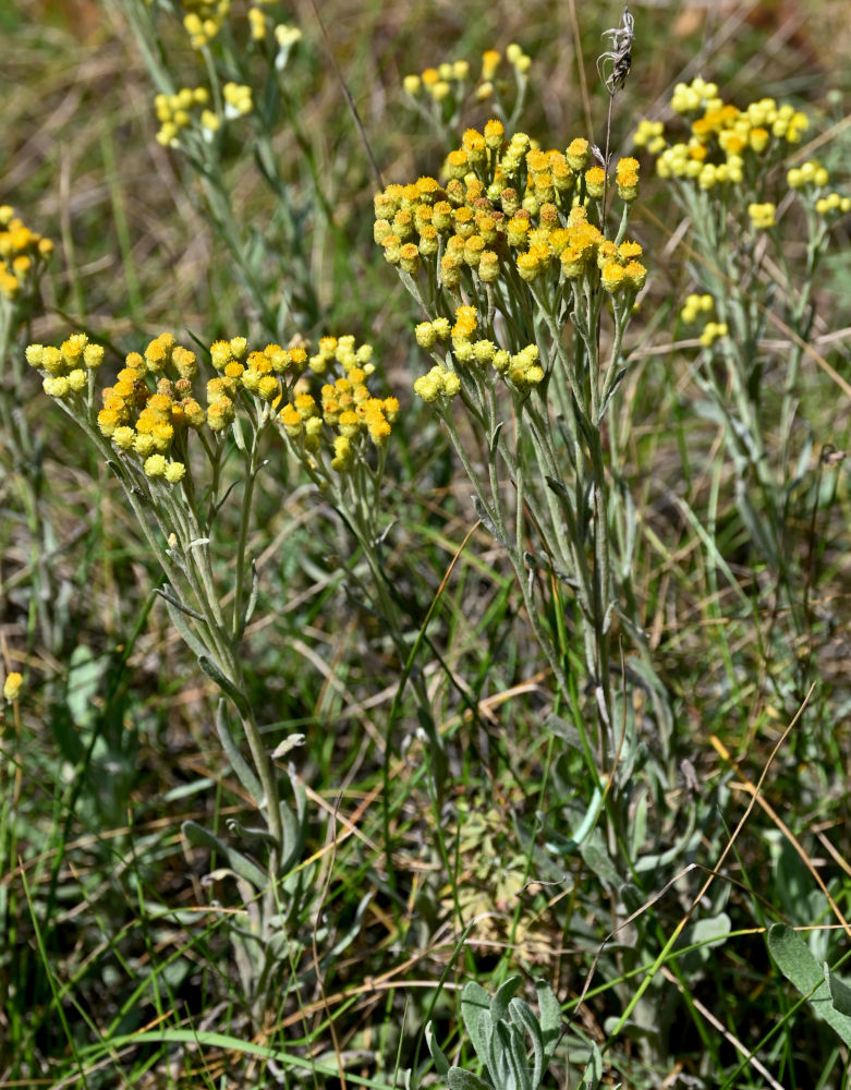 Изображение особи Helichrysum arenarium.