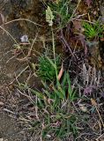 Holcus lanatus. Цветущее растение в сообществе с Plantago coronopus. Португалия, Азорские о-ва, о-в Сан-Мигел, г. Понта-Делгада, у дороги. 12.08.2025.