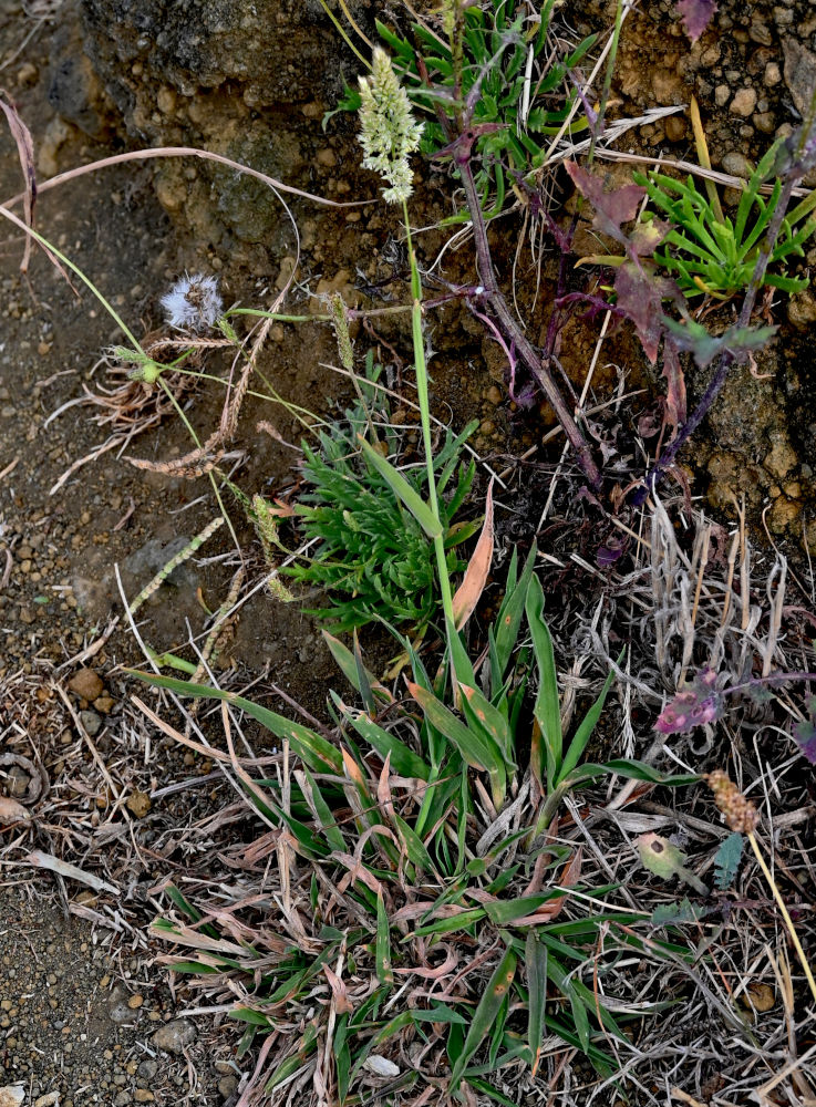 Image of Holcus lanatus specimen.