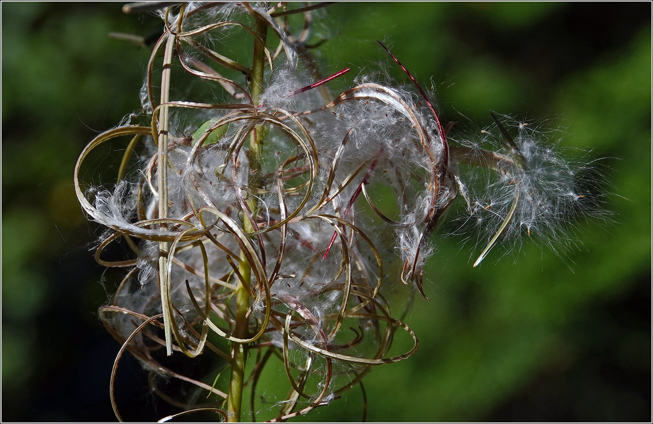 Image of Chamaenerion angustifolium specimen.