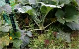 Brassica oleracea variety gongylodes. Побег в начальной чтадии разрастания сткбля. Московская обл., Раменский р-н, окр. дер. Хрипань, садовый участок. 30.07.2026.