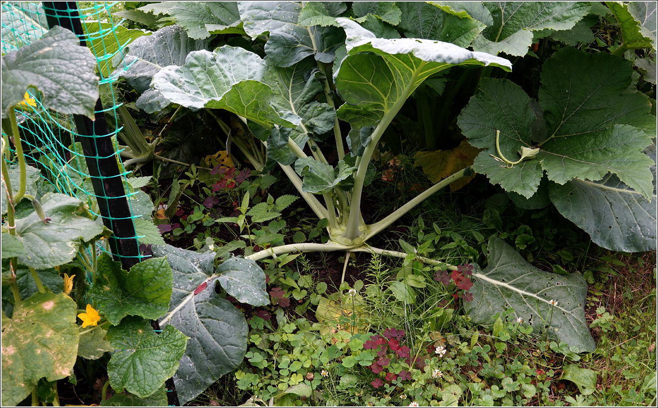 Image of Brassica oleracea var. gongylodes specimen.