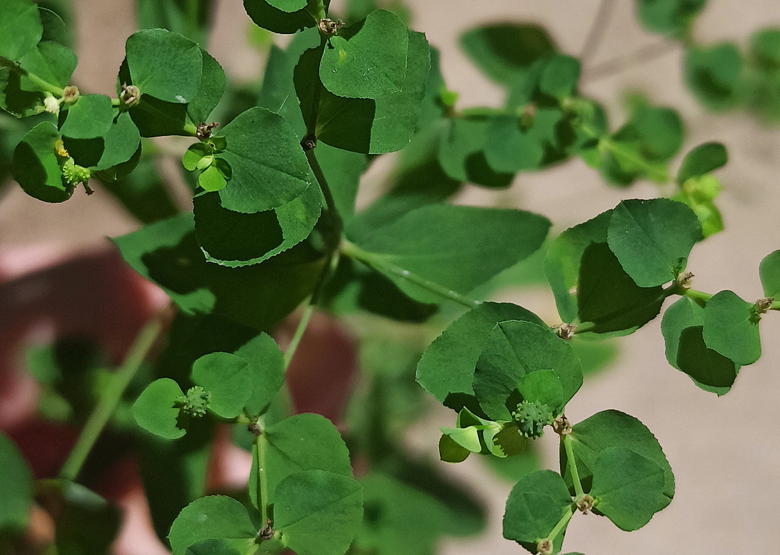 Image of Euphorbia stricta specimen.
