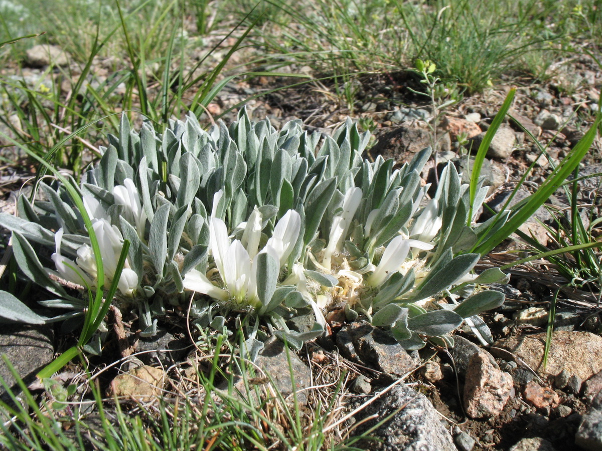 Image of Astragalus alberti specimen.