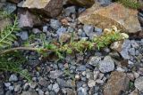genus Pedicularis. Отцветающее соцветие. Турция, ил Артвин, р-н Юсуфели, левый берег р. Бархал-Чайи, над порогом, выс.1800 м н.у.м., скальная полка. 14 июня 2026 г.