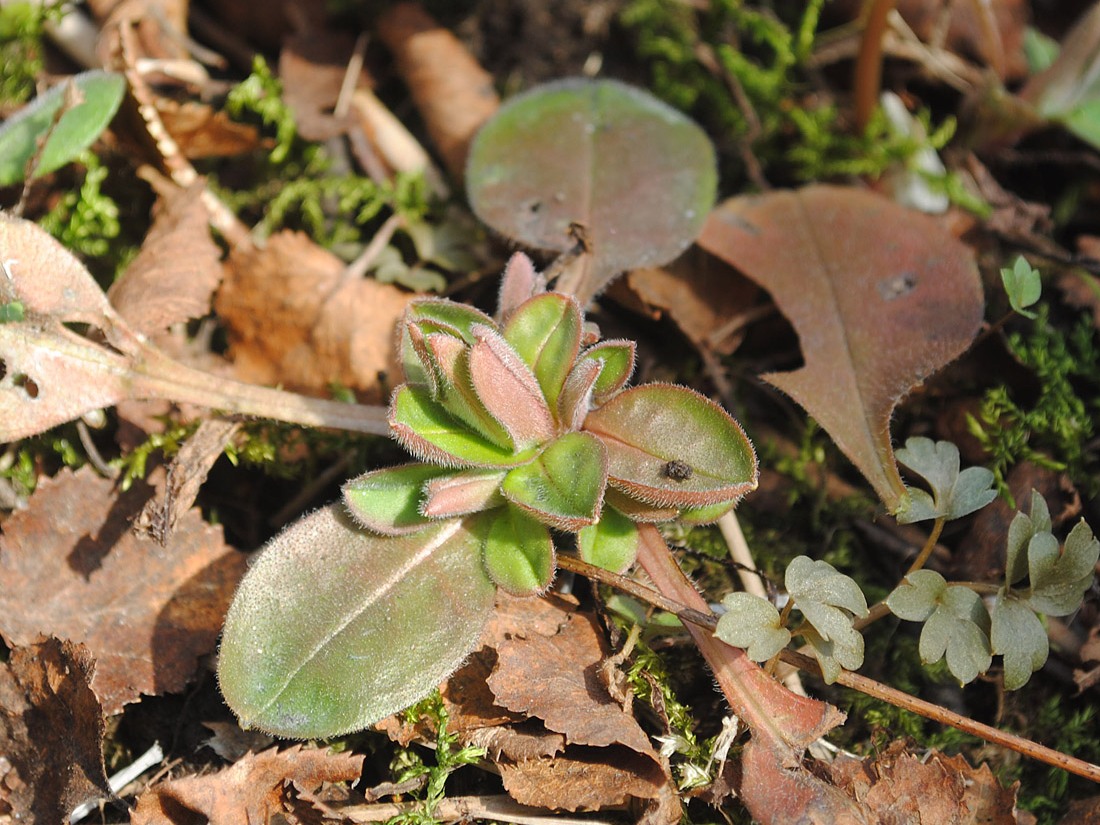 Image of Myosotis decumbens specimen.