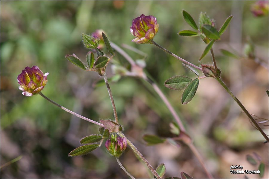 Image of Trifolium grandiflorum specimen.