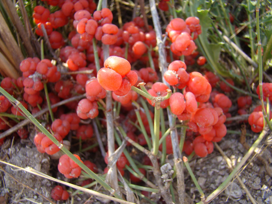 Image of Ephedra distachya specimen.