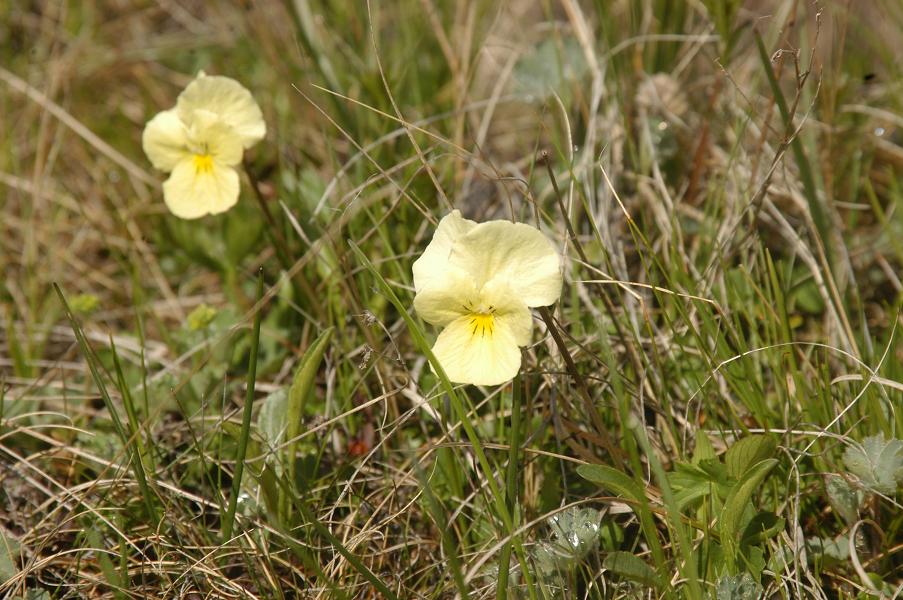 Изображение особи Viola oreades.