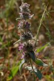 Stachys cretica. Верхушка цветущего растения. Южный Берег Крыма, лес возле Понизовки. 1 июля 2011 г.