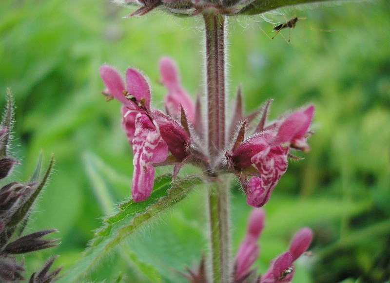 Image of Stachys sylvatica specimen.