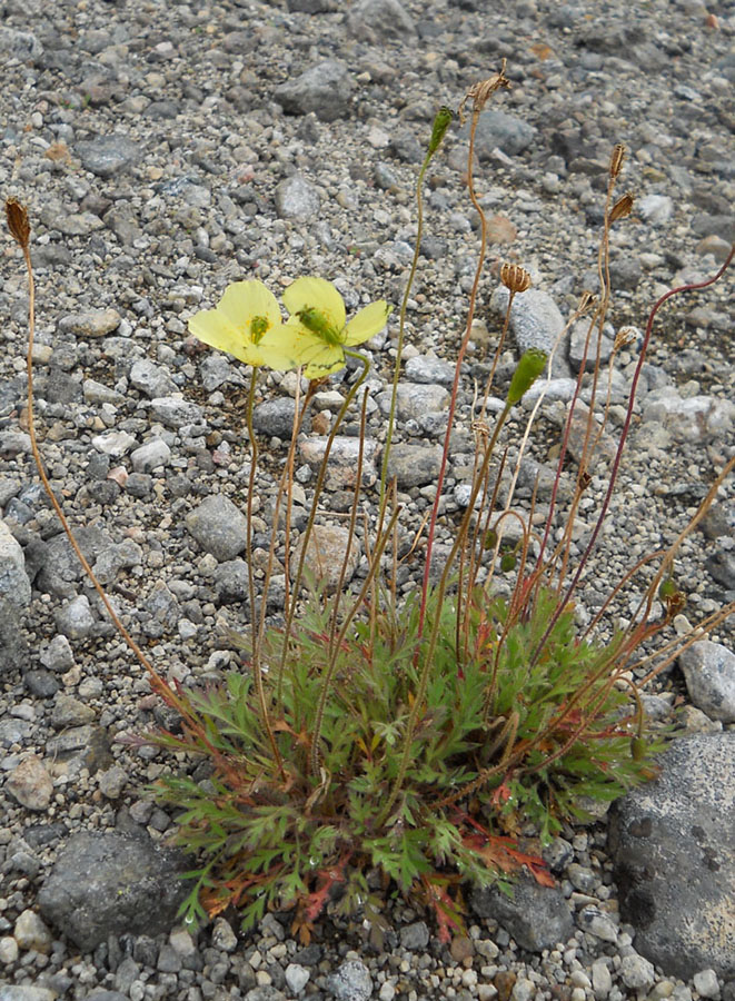 Изображение особи Papaver lapponicum.