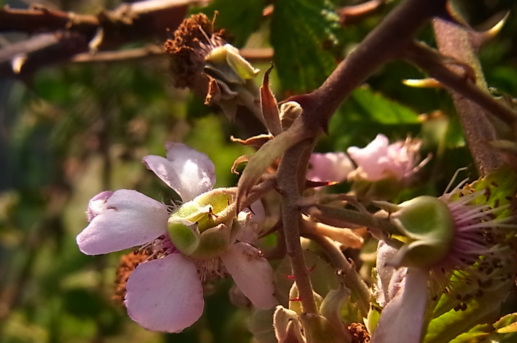 Image of Rubus ulmifolius specimen.