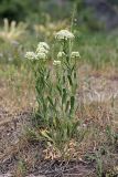 Cardaria pubescens