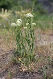 Cardaria pubescens. Цветущее растение. Таджикистан, Гиссарский хр., ущелье Сингисафат, 1500 м н.у.м. 29.04.2011.