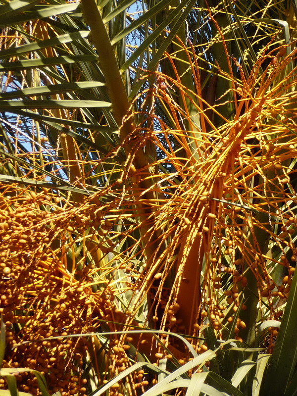 Изображение особи Phoenix canariensis.