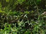 Berberis soulieana