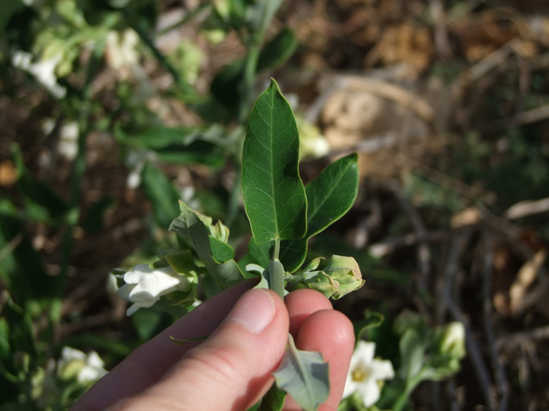 Изображение особи Araujia sericifera.