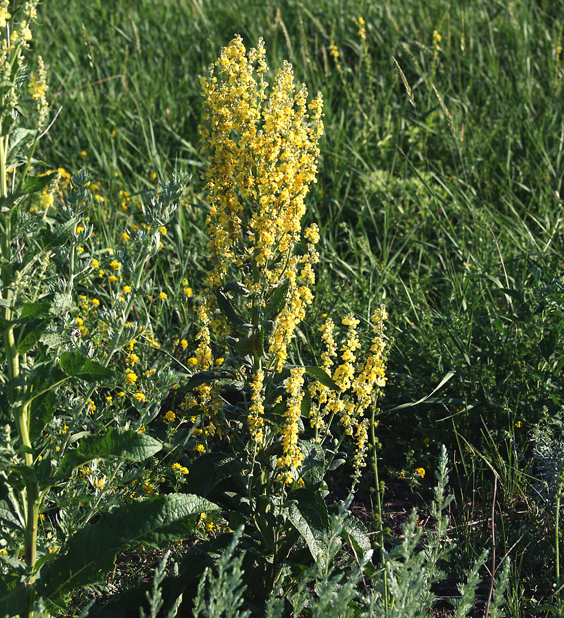 Image of Verbascum lychnitis specimen.