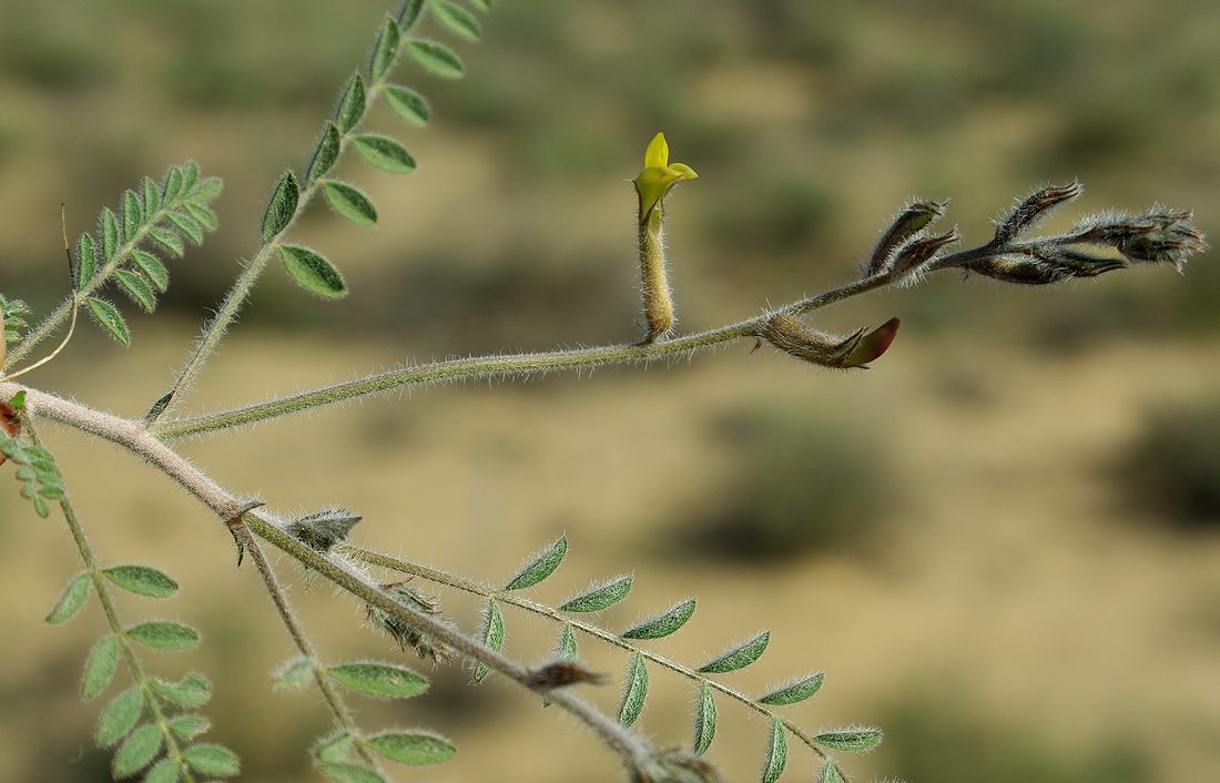 Изображение особи Astragalus turczaninowii.