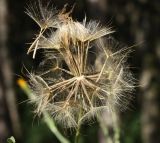 Tragopogon borysthenicus