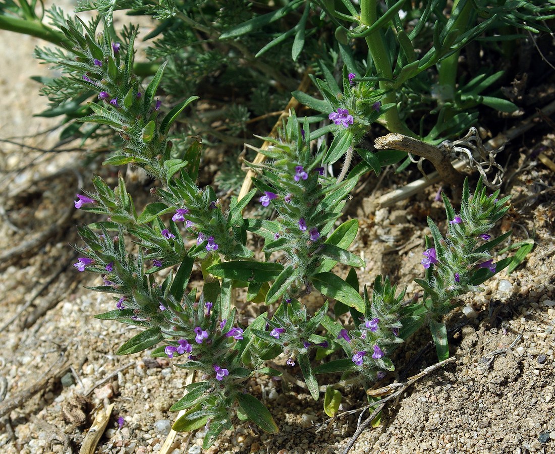 Image of Ziziphora tenuior specimen.