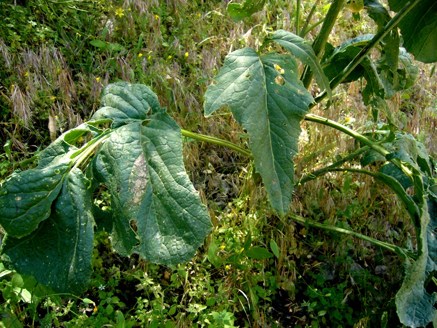 Image of Crambe orientalis specimen.