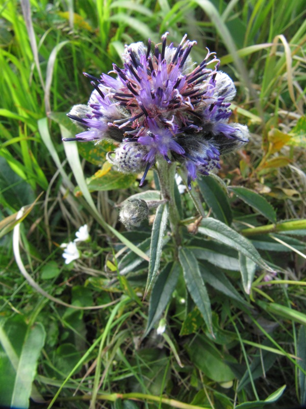 Изображение особи Saussurea alpina.