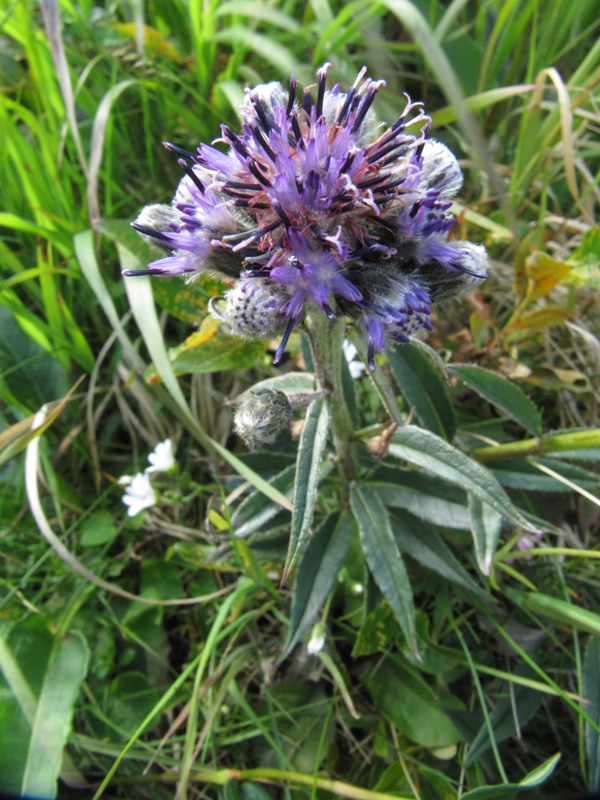 Image of Saussurea alpina specimen.