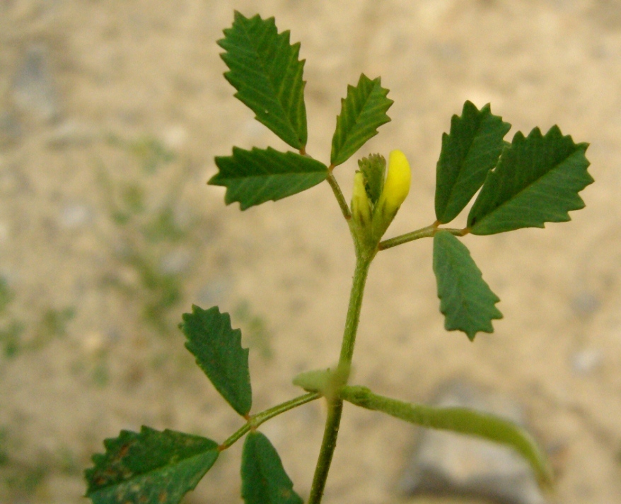 Image of Trigonella geminiflora specimen.