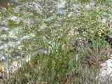 Crambe koktebelica