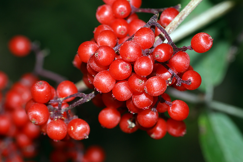 Image of Sambucus racemosa specimen.