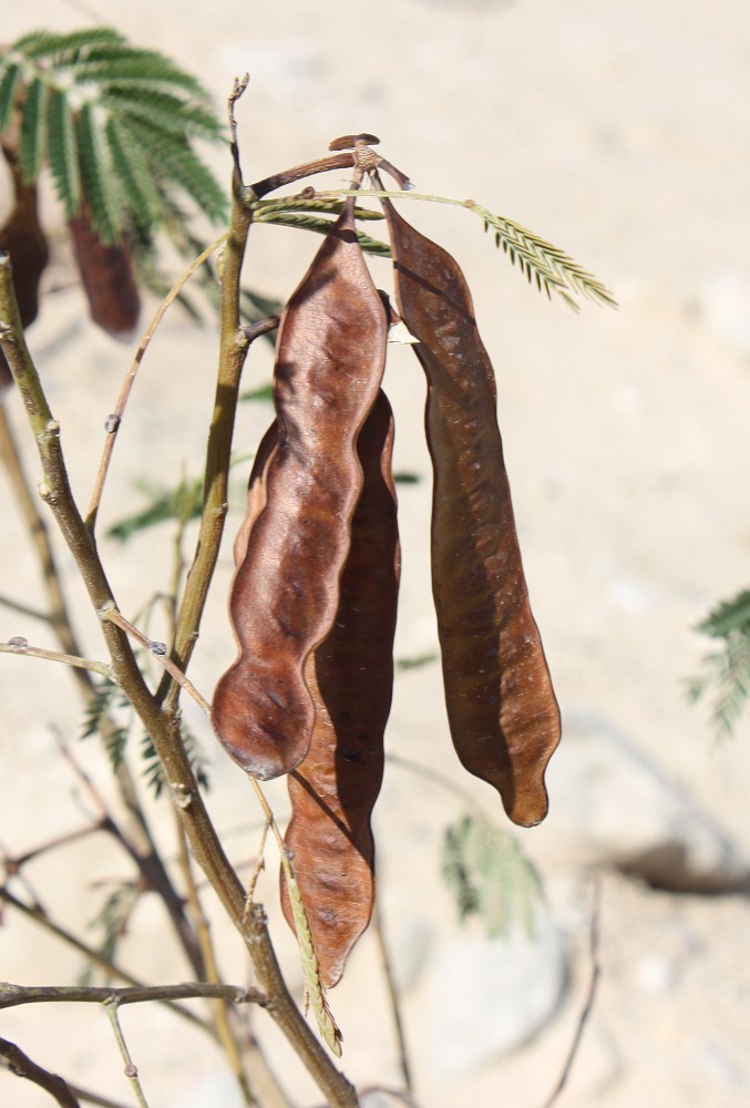 Image of Leucaena leucocephala specimen.