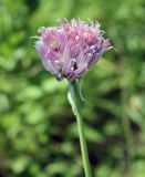 Allium schoenoprasum. Соцветие. Иркутская обл., г. Усть-Кут, берег р. Кута. 3 июля 2011 г.