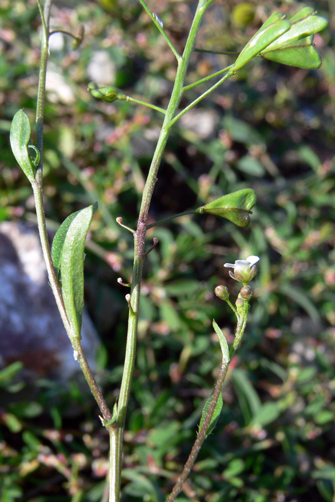 Image of Capsella bursa-pastoris specimen.