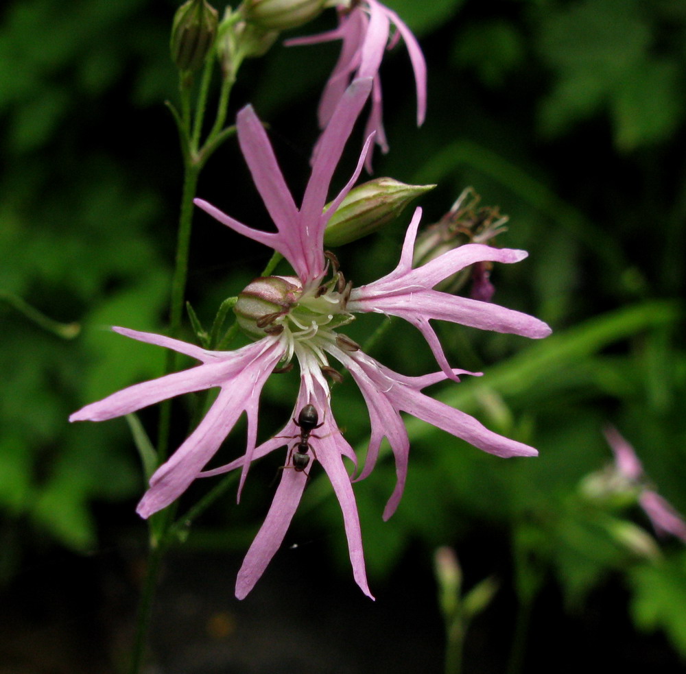 Изображение особи Coccyganthe flos-cuculi.