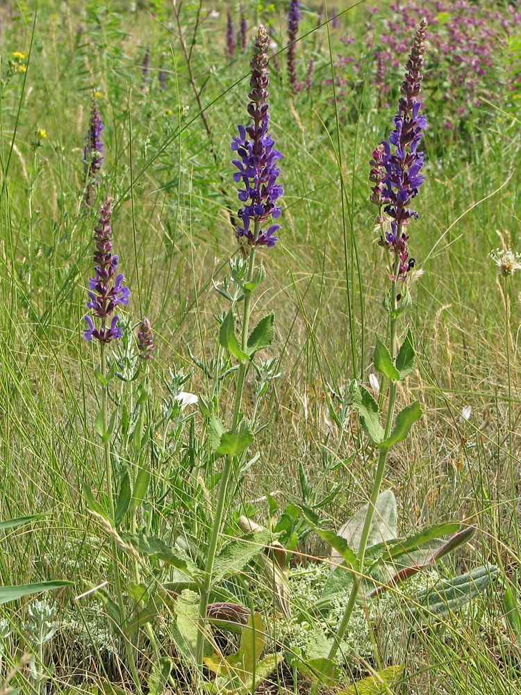 Изображение особи Salvia nemorosa.