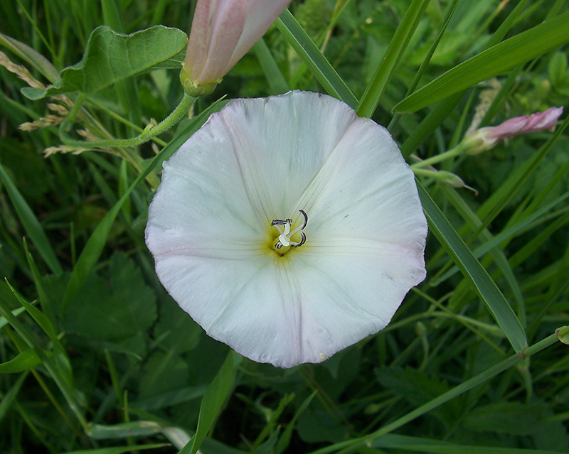 Изображение особи Convolvulus arvensis.