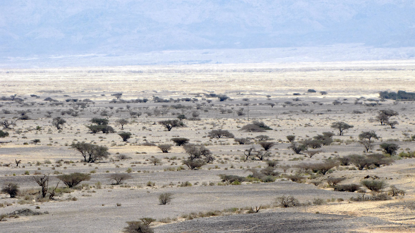 Image of Vachellia tortilis specimen.