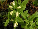 Weigela middendorffiana